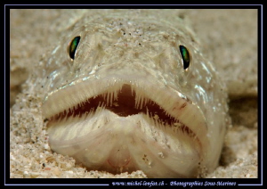 Face to face - night dive with this lezard fish... :O)... by Michel Lonfat 